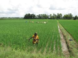 woman in rice field